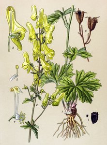Botanische Tafel, giftige und medizinische Pflanze: Wolfs-Eisenhut (Aconitum lycoctonum) von Unbekannter Künstler