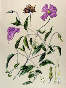 Botanische Tafel. Giftige Pflanze: Waldrebe (Clematis viticella)