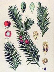 Botanische Tafel. Giftige Pflanze: Gemeine Eibe (Taxus baccata) von Unbekannter Künstler