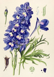 Botanische Tafel, giftige Pflanze: Rittersporn (Delphinium grandiflorum) von Unbekannter Künstler