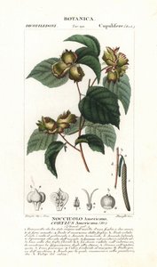 Botanische Tafel: Haselnuss und Haselnuss - Amerikanische Haselnuss, Corylus americana, heimisch in Nordamerika. Handkolorierte Kupferstichpunktgravur aus Jussieus „Dictionary of Natural Science“, 1837. Graviert von Stanghi, gezeichnet von Pierre Jean-Fran