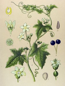 Botanische Tafel, Pflanze: Weiße Zaunrübe (Bryonia alba)