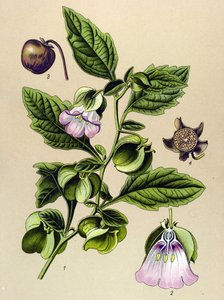 Botanische Tafel, Pflanze: Peruanische Birne oder Peruanischer Apfel (Nicandra physaloides)