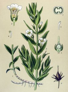 Botanische Tafel, Pflanze: Gnadenkraut (Gratiola officinalis)