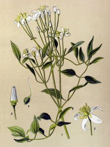 Botanische Tafel, giftige und medizinische Pflanze: Aufrechte Waldrebe (Clematis recta) von Unbekannter Künstler