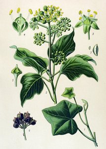 Botanische Tafel, giftige und Heilpflanze: Kletterefeu oder Gemeiner Efeu (Hedera helix) von Unbekannter Künstler