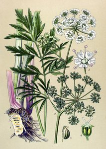 Botanische Tafel, giftige und medizinische Pflanze: Wasserschierling (Cicuta virosa)