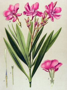 Botanische Tafel, giftige und medizinische Pflanze: Oleander (Nerium oleander)
