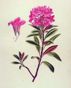 Botanische Tafel, giftige Pflanze: Rostroter Rhododendron (Rhododendron ferrugineum)