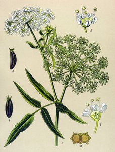 Botanische Tafel, giftige Pflanze: Große Berle (Sium latifolium)