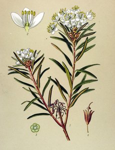 Botanische Tafel, giftige Pflanze: Sumpfporst (Ledum palustre)