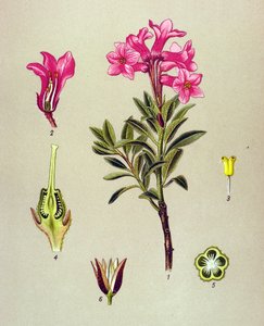 Botanische Tafel, giftige Pflanze: Alpen-Rhododendron (Rhododendron hirsutum)