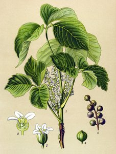 Botanische Tafel, giftige Pflanze: Kletter-Sumach (Rhus toxicodendron) von Unbekannter Künstler