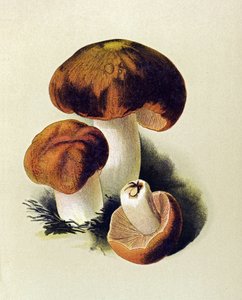 Botanische Tafel mit giftigem Pilz: Stink-Täubling (Russula foetens) von Unbekannter Künstler