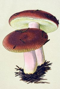 Botanische Tafel mit giftigem Pilz: Brechreizender Täubling (Russula emetica) von Unbekannter Künstler