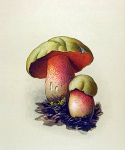Botanische Tafel mit giftigem Pilz: Wolfs-Röhrling (Boletus lupinus) von Unbekannter Künstler