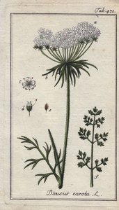 Botanisch: Karottenblüte - Karottenblüten und Blätter, Daucus carota. Handkolorierte Kupferstichgravur nach einer Zeichnung von B. Thanner aus Johannes Zorns „Icons plantarum medicinalium“, Deutschland