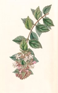 Botanische Illustration Abelia chinensis von Unbekannt