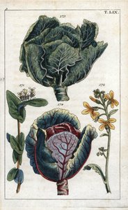 Botanik: Kohl, Brassica oleracea capitata, Blüte 172 und Kopf der Blätter 173, Rotkohl, Brassica oleracea rubra