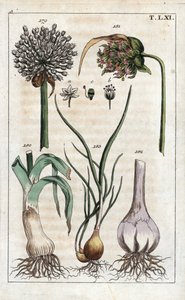 Botanik: Lauch, Knoblauch, Schalotte - Lauch, Allium pollum 179, Knoblauchblüte, Allium sativum 181, Knoblauchknolle 182 und Schalotte, Allium cepa var. aggregatum, ascalonicum von Unbekannter Künstler
