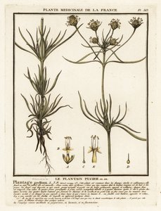 Indischer Wegerich, Plantago indica