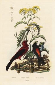 Brasilianer-Tangare, Ramphocelus bresilius, und Paradies-Tangare, Tangara chilensis von Unbekannt
