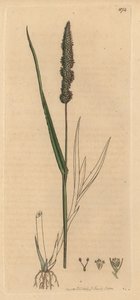 Borstige Fuchsschwanzgras, Setaria verticillata (Raues Panikgras, Panicum verticillatum) (Grüne Setaire) Handkolorierte Kupferstichgravur nach einer Zeichnung von James Sowerby für James Smith