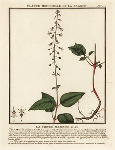 Breitblättriges Hexenkraut, Circaea lutetiana von Unbekannter Künstler