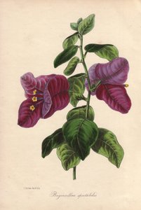 Buginvillaea spectabilis (Die Bougainvillea). Handkolorierte Lithographie gezeichnet von Samuel Holden für Sir Joseph Paxton in "Magazine of Botany", London, W.S. Orr