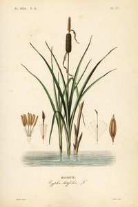 Rohrkolben oder Breitblättriger Rohrkolben, Typha latifolia von Unbekannt