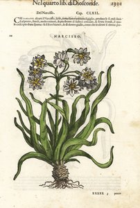Traubenblütige Narzisse, Narcissus tazetta. Handkolorierter Holzschnitt von Wolfgang Meyerpick nach einer Illustration von Giorgio Liberale aus Pietro Andrea Mattiolis Discorsi di P.A. Matthioli ne i sei libri della Materia Medicinale di Pedacio Dioscoride