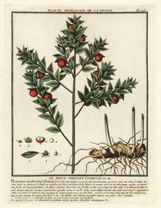 Mäusedorn, Ruscus aculeatus