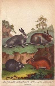 Rufhase, Alpenhase, Wechselhase und Kapuzenkaninchen, Oryctolagus cuniculus, Lepus capensis, Lepus timidus