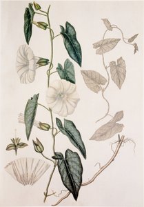 Calystegia sepium/Convolvulus sepium/Heckenwinde von Unbekannt