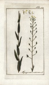 Leindotter (Camelina sativa). Lithographie aus „Afbeelding der Artseny-Gewassen“ von Johannes Zorn (1739-1799), Niederlande von Unbekannter Künstler