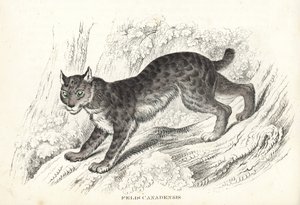 Kanadischer Luchs, Lynx canadensis (Felis canadensis). Handkolorierte Lithographie aus Georg Friedrich Treitschkes Galerie der Naturgeschichte, Naturhistorischer Bildersaal des Tierreiches, Leipzig-1842 von Unbekannter Künstler