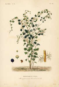Kanadische Mondkern oder Gelbe Parilla, Menispermum canadense, Menisperme du Canada