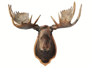 Kanadischer ausgestopfter Elchkopf Jagdtrophäe, montiert auf einem Eichenschild, Vancouver (Foto) von Unbekannt