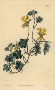 Kanarienschlingpflanze, Indische Kresse oder bewimpertes Tropaeolum, Tropaeolum peregrinum