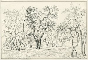 Cannock Chase (Zeichnung) von Unbekannt