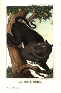Kap-Baboon oder Chacma-Baboon, Papio ursinus. Von Francois Le Vaillant