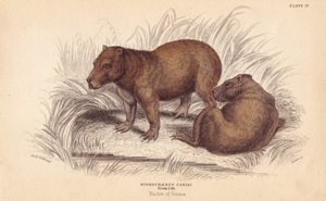 Capybara von Unbekannter Künstler