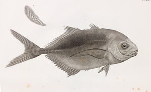 Caranx Sauteur (Nahaufnahme)