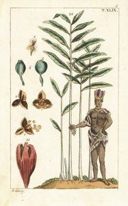 Kardamombaum, Elettaria cardamomum