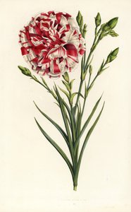 Nelkenhybride, Louis Napoleon, Dianthus caryophyllus. Handkolorierte Lithographie aus Louis van Houtte und Charles Lemaires Flore des Serres et des Jardins de l