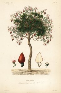 Cashewbaum, Anacardium occidentale