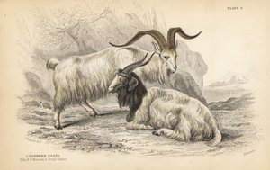 Kaschmirziege, Capra hircus lanigera. Edinburgh Royal University Museum und Frederick Cuvier. Handkolorierter Stahlstich von Lizars nach einer Illustration von James Stewart aus William Jardine