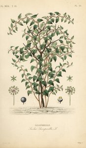 Katzenbriarie, Smilax glauca, Sarsaparille, Handkolorierter Stahlstich von Debray nach einer botanischen Illustration von Edouard Maubert aus Pierre Oscar Reveil, A