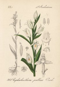 Schwertblättrige Waldvöglein, Cephalanthera longifolia (Cephalanthera pallens). Handkolorierte Lithographie aus Diederich von Schlechtendals Deutsche Flora (Flora von Deutschland), Jena