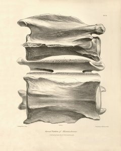 Halswirbel von Macrauchenia, einem prähistorischen Tier, das Charles Darwin während seiner Forschungsreise an Bord der Beagle fand. Die Zoologie der Reise der H.M.S. Beagle unter dem Kommando von Kapitän Fitzroy in den Jahren 1832 bis 1836 von Unbekannter Künstler